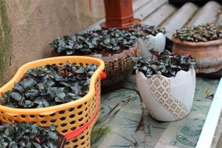 金線蓮不適宜人群及食用農產品初加工注意事項